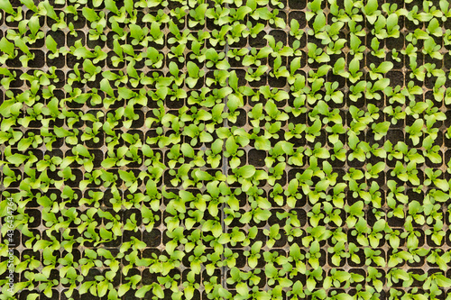 many green sprouts of lettuce seedlings, in plastic cells, natural texture