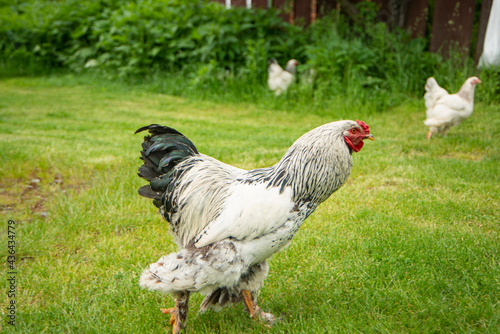 Brahma rooster on the farm, white rooster on green grass, poultry breeding on the farm, poultry breeding © Olga Mykovych