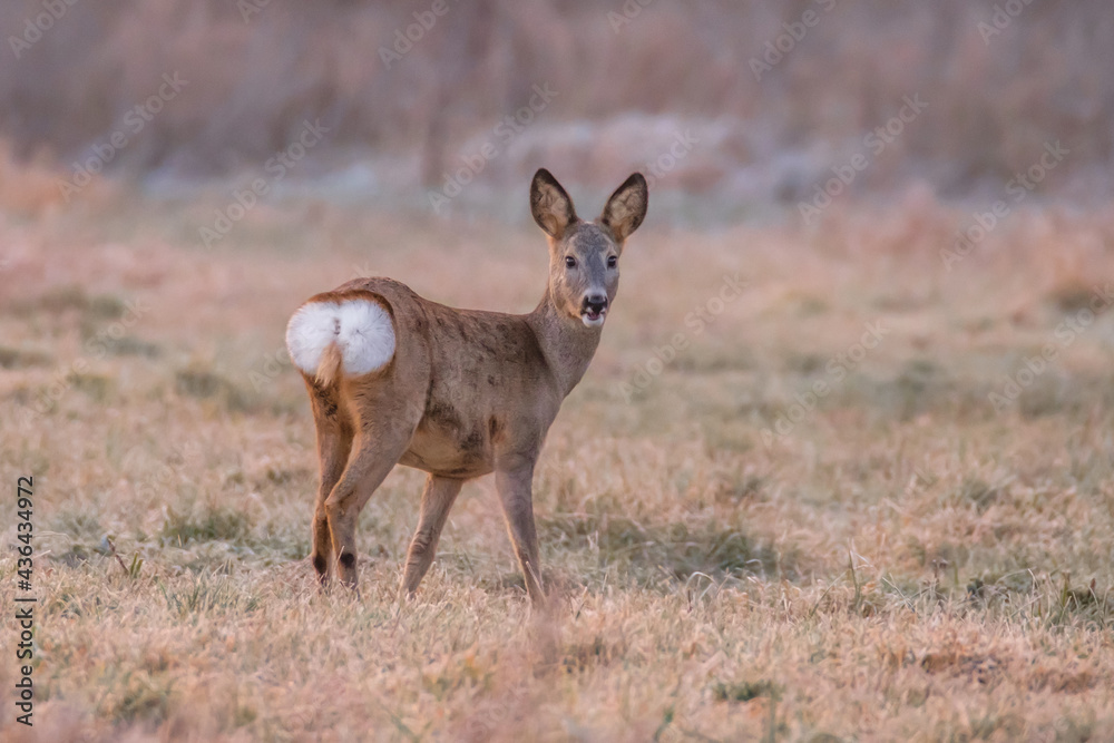 Roe deer Roe deer