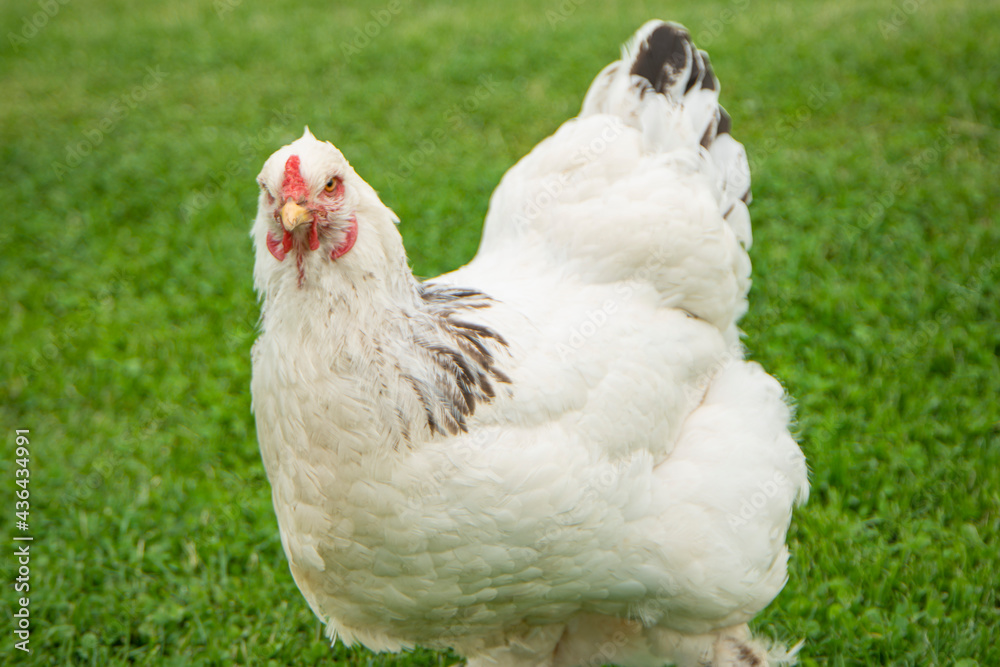 chicken on green grass, Brahma chicken on the farm, white chicken on green grass, poultry breeding on the farm, poultry breeding chicken on green grass, Brahma chicken on the farm, white chicken on green grass, poultry breeding on the farm, poultry breeding
