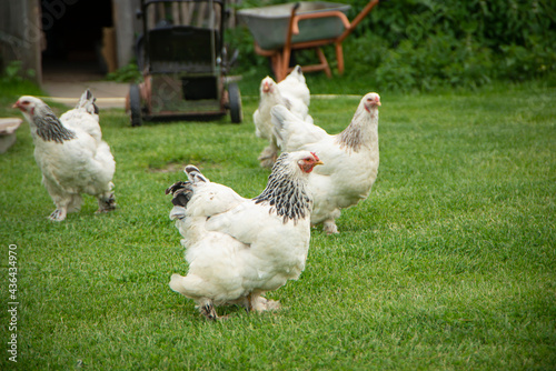 Photos Brahma chicken on the farm, white chicken on green grass, poultry breeding on th