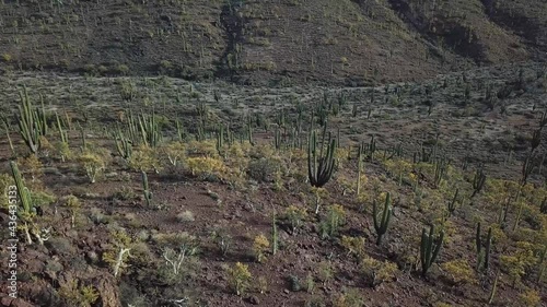 Aerial shot of cactus landscape in Mexico photo