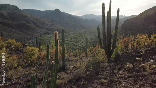 Aerial shot of cactus landscape in Mexico