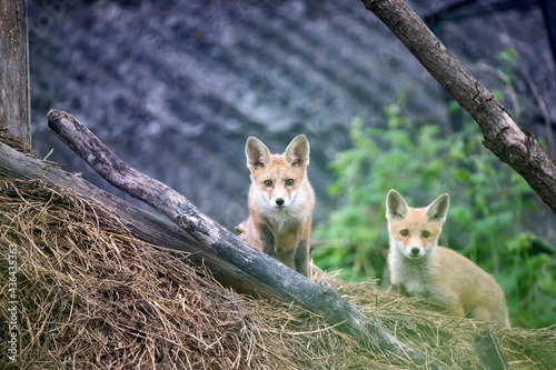 Fototapeta Naklejka Na Ścianę i Meble -  Red fox cubs