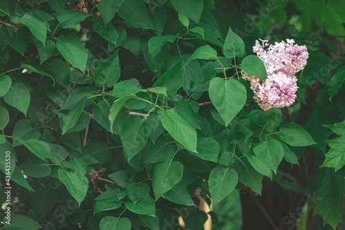 Lilac flowers with the leaves, light violet flower photo