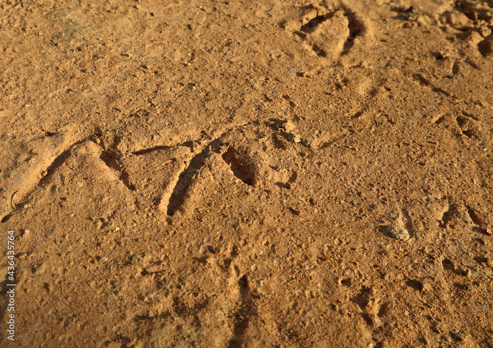 Bird footprint stamp on dirt sand.