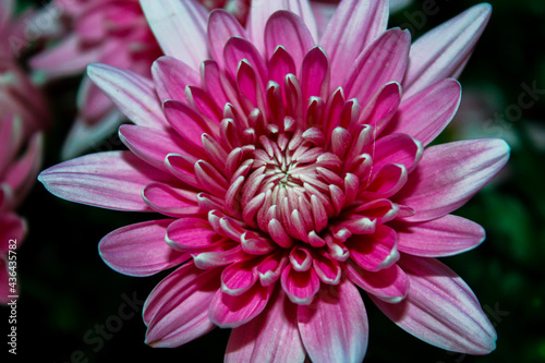 Chrysanthemums are native to Asia and Northern Europe
