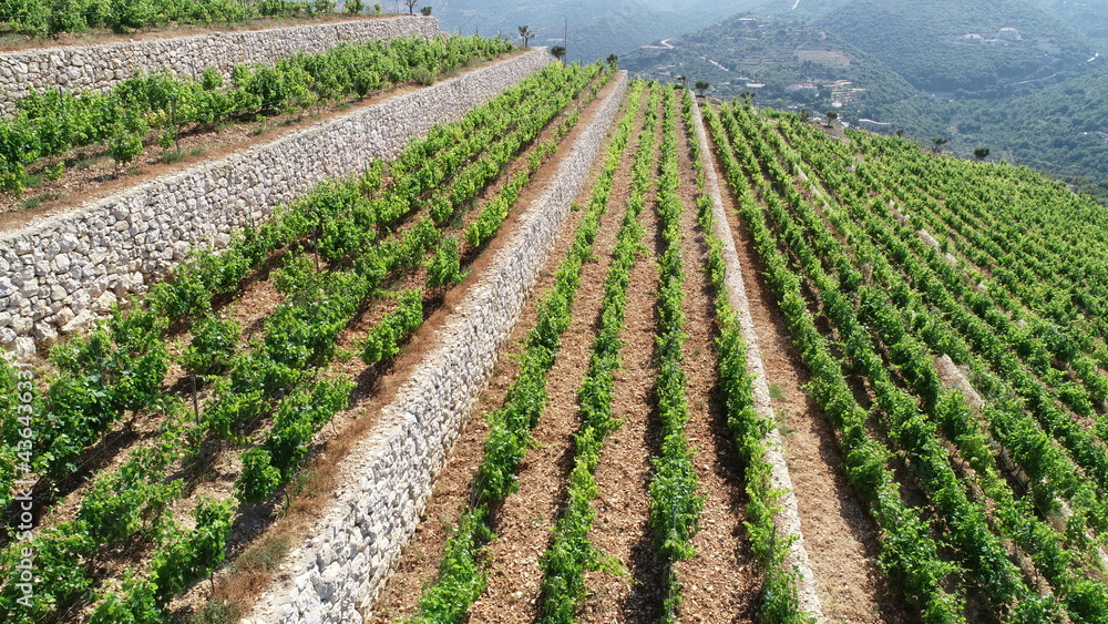 Vineyard view from above. Summertime. Red wine in the making. Syrah, Cabernet sauvignon, Cabernet Franc, Merlot. Wine tasting. Family business in the mountains. Wine lovers. Vineyard walk