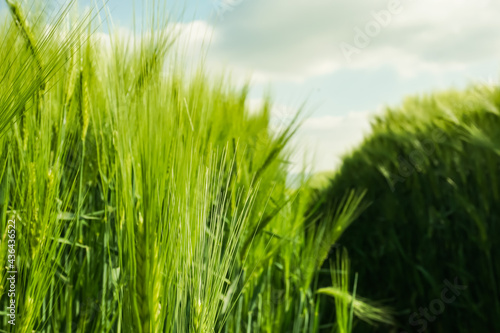 green wheat field