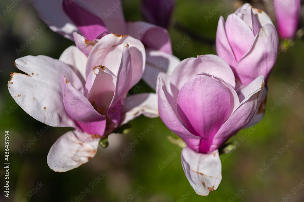 Magnolia Soulangeana Burgundy Flowers Magnolia Soulangeana Burgundy Flowers