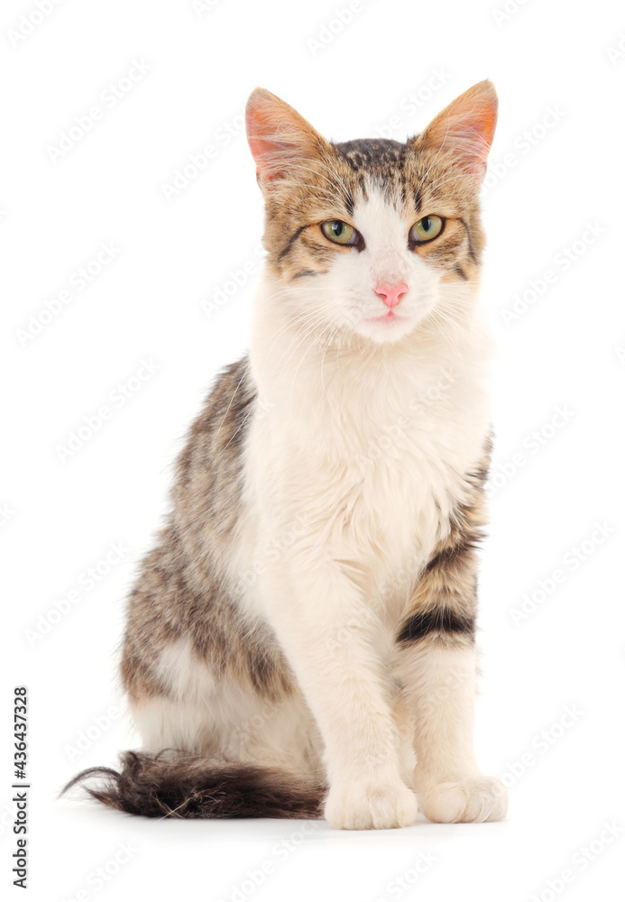 Young house cat. Young house cat.