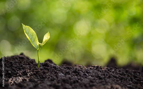 Agriculture and plant growing sequence with blur bokeh in the morning sunlight and green blur bokeh background. Ecology and ecological balance concept.