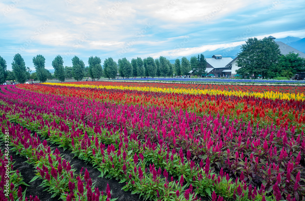 Japan's tourist destination with flowers and trees. Japan's tourist destination with flowers and trees.