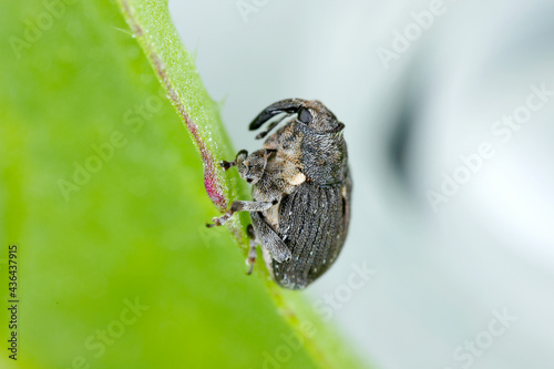 Poppy root weevil (Stenocarus ruficornis) - one of the most significant pests of opium poppy (Papaver somniferum). Beetle on the leaf . photo