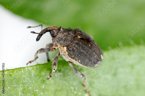 Poppy root weevil (Stenocarus ruficornis) - one of the most significant pests of opium poppy (Papaver somniferum). Beetle on the leaf .