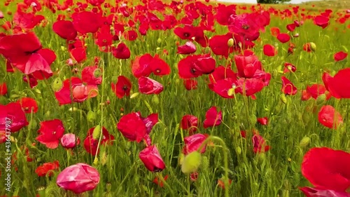 Flying over a wheat field with red poppies in super slow motion photo