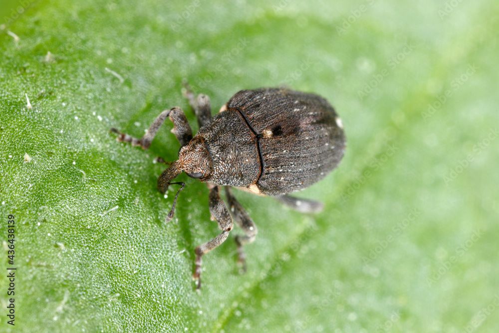 Poppy root weevil (Stenocarus ruficornis) - one of the most significant pests of opium poppy (Papaver somniferum). Beetle on the leaf . Poppy root weevil (Stenocarus ruficornis) - one of the most significant pests of opium poppy (Papaver somniferum). Beetle on the leaf .