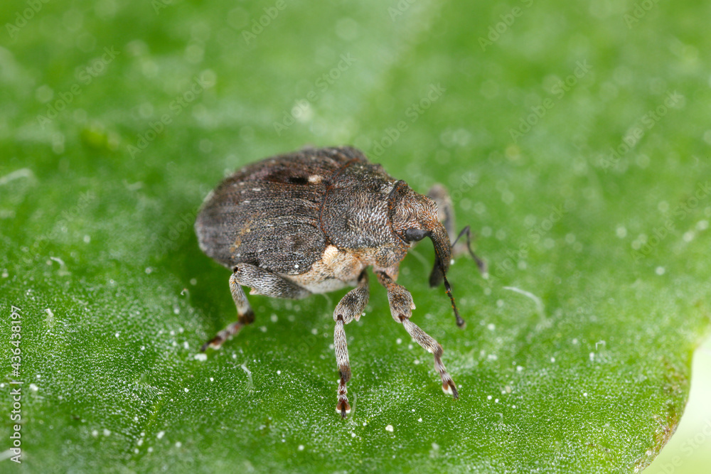 Poppy root weevil (Stenocarus ruficornis) - one of the most significant pests of opium poppy (Papaver somniferum). Beetle on the leaf .