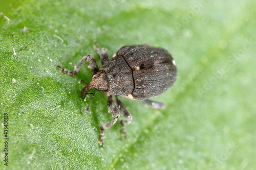 Poppy root weevil (Stenocarus ruficornis) - one of the most significant pests of opium poppy (Papaver somniferum). Beetle on the leaf .