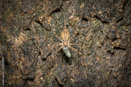Image of Two-tailed Spider(Hersilia sp.) eat the bait on tree. Insect. Animal
