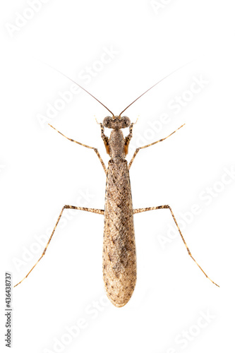 Image of camouflaged bark mantis (Liturgusa sp.) on white background. Insect. Animal. photo