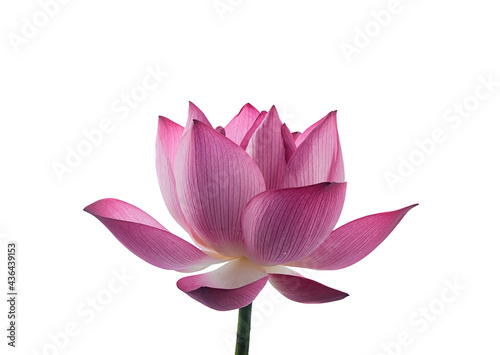 pink royal lotus on white background,isolated
