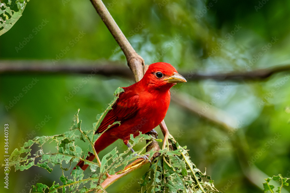 Red tanager in green vegetation. Bird on the big palm leave. Summer Tanager, Piranga rubra, red bird in the nature habitat. Tanager sitting on the big green palm tree. Wildlife scene from natur Red tanager in green vegetation. Bird on the big palm leave. Summer Tanager, Piranga rubra, red bird in the nature habitat. Tanager sitting on the big green palm tree. Wildlife scene from natur