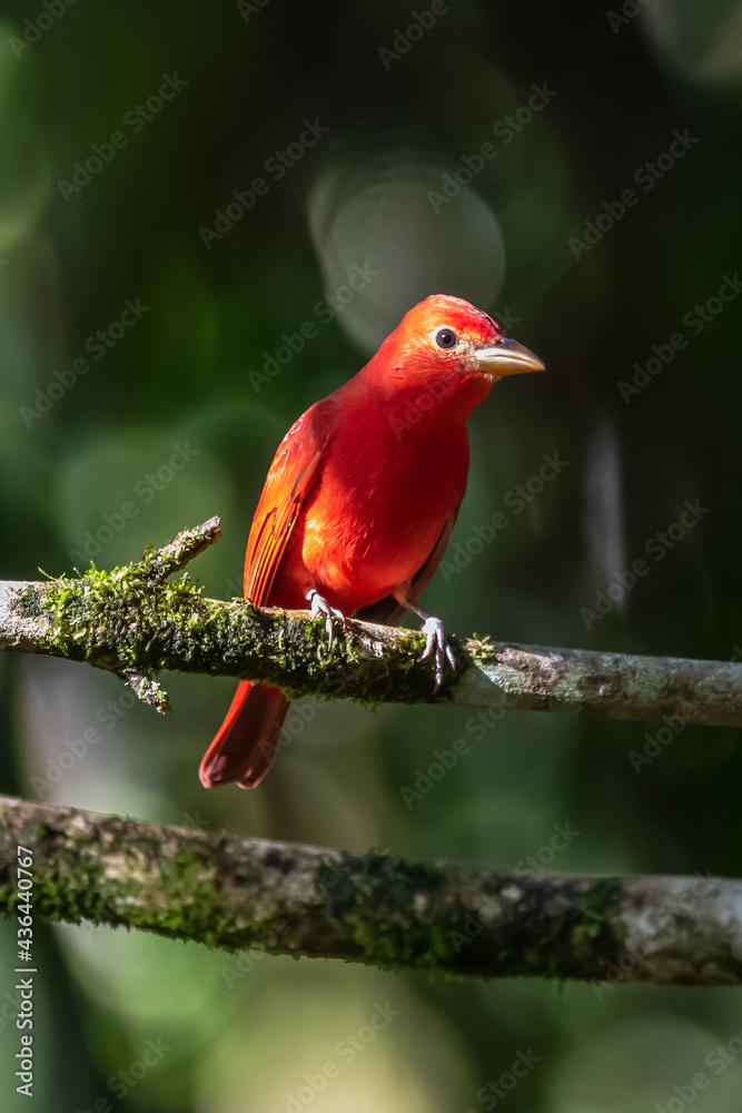 Red tanager in green vegetation. Bird on the big palm leave. Summer Tanager, Piranga rubra, red bird in the nature habitat. Tanager sitting on the big green palm tree. Wildlife scene from natur