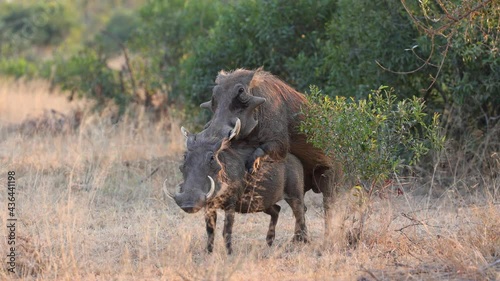 Mating pair of big warthogs