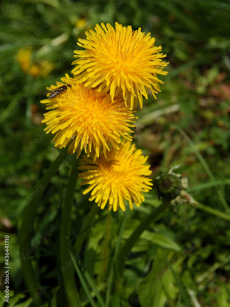 dandelions on meadow at spring close up