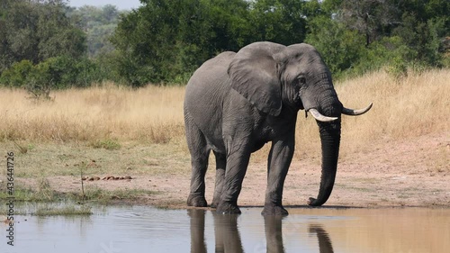Big african elephant drinking water