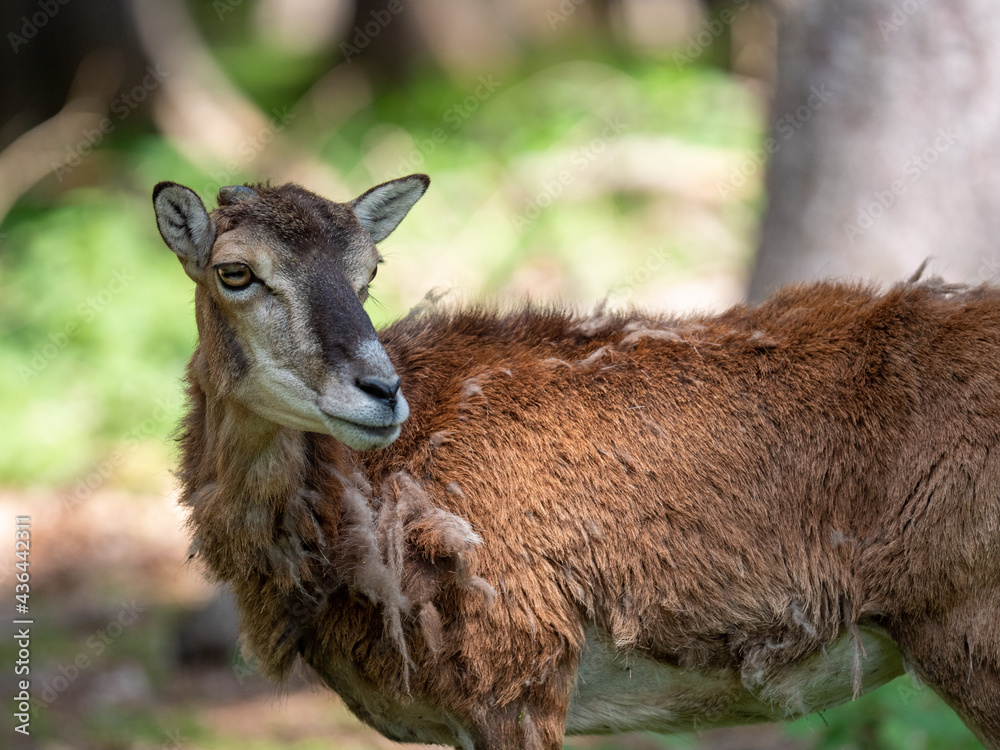 Fototapeta premium young goat on the meadow