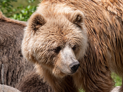 brown bear close up