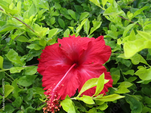 Hibiscus