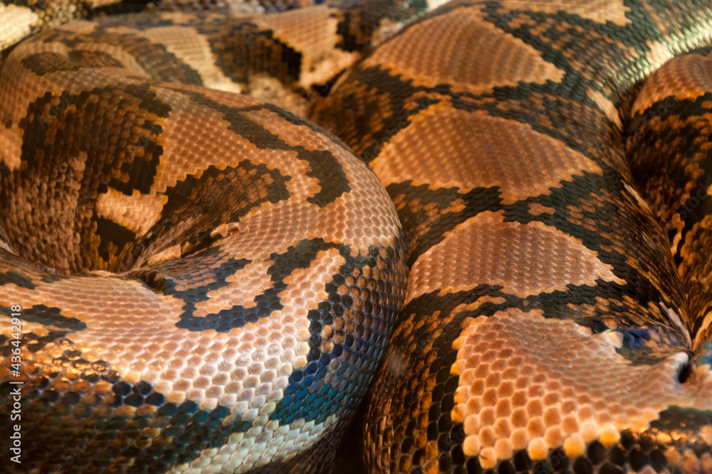 Sydney Australia, closeup of the skin of a malayopython reticulatus or reticulated python the world's longest snake Sydney Australia, closeup of the skin of a malayopython reticulatus or reticulated python the world's longest snake