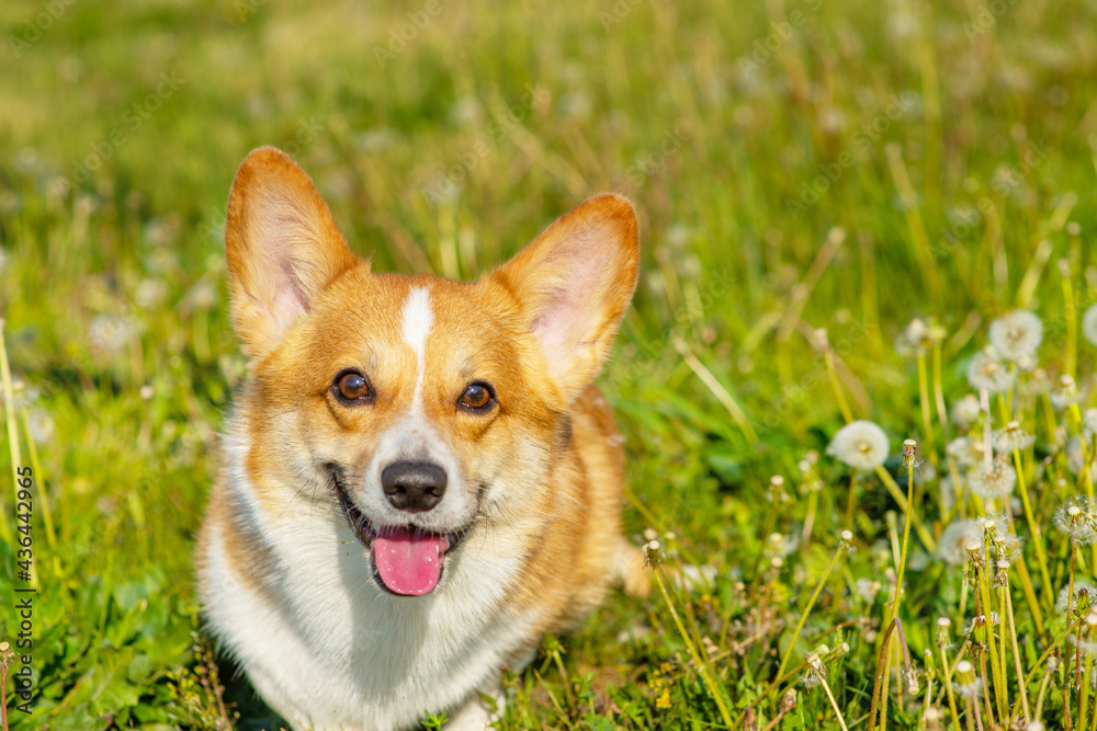 Redhead corgi dog for a walk in a summer park lying in a field with white dandelions looking at the camera
