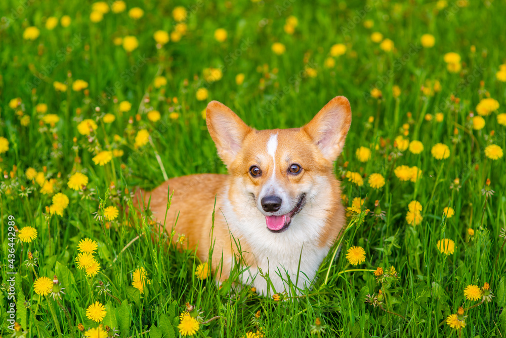 Red-haired corgi dog for a walk in a summer park lying in a field with yellow dandelions looking into the frame Red-haired corgi dog for a walk in a summer park lying in a field with yellow dandelions looking into the frame