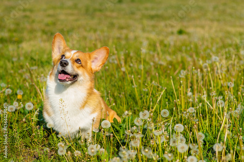 Red-haired corgi dog for a walk in a summer park lying in a field with white dandelions
