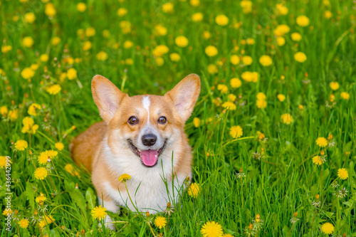 Red-haired corgi dog for a walk in a summer park lying in a field with yellow dandelions looking into the frame