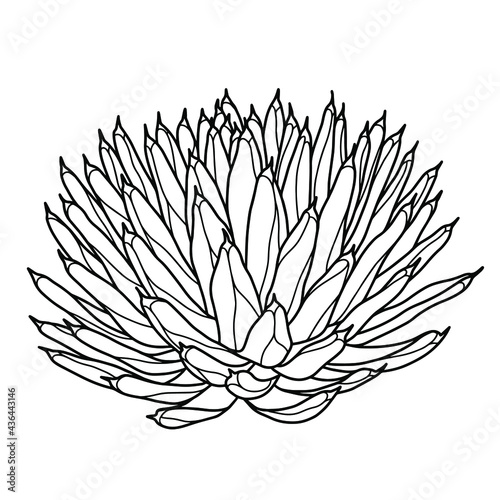 Fototapeta Naklejka Na Ścianę i Meble -  Hand drawn vector of Agava Victoriae reginae isolated on white background. Stock illustration of succulent plant in line sketch style  for coloring pages.