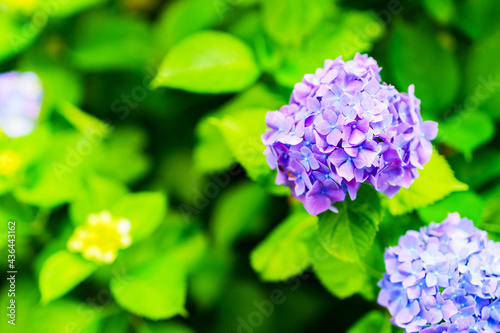 あじさい　園芸　ガーデニング　梅雨