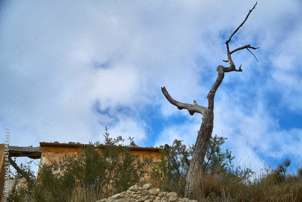 Escenas del monte mediterráneo (Alicante)