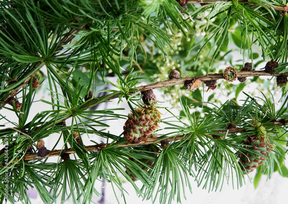 Fototapeta premium Larch tree with green needles and growing new cones at spring