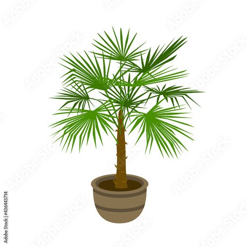 European fan palm isolated vector illustration