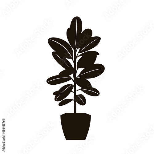 rubber tree plant in a pot silhouette in black color vector illustration