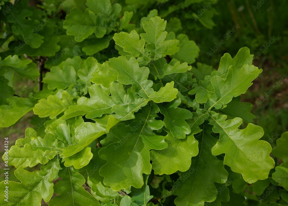fresh green leaves of quercus robur-holm-oak-pedunculate oak tree fresh green leaves of quercus robur-holm-oak-pedunculate oak tree