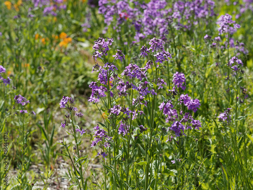 Grappes de fleurs de Juliennes ou girofl  es des Dames  Hesperis matronalis  de couleur rose lilac   sur tiges d  nud  es au feuillage basale lanc  ol   vert fonc      vert moyen et fonc  