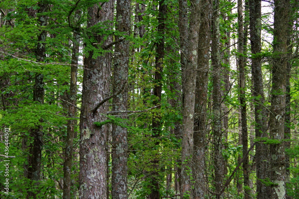 Naklejka premium 初夏の針葉樹の森の木の幹と緑の葉。