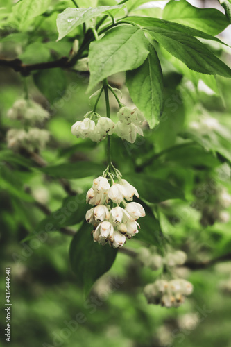 White hanging flowers Staphylea pinnata among green leaves on a cloudy day after rain