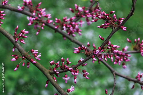 Natural green background with flowering branches Cercis siliquastrum that are just beginning to bloom purple flowers